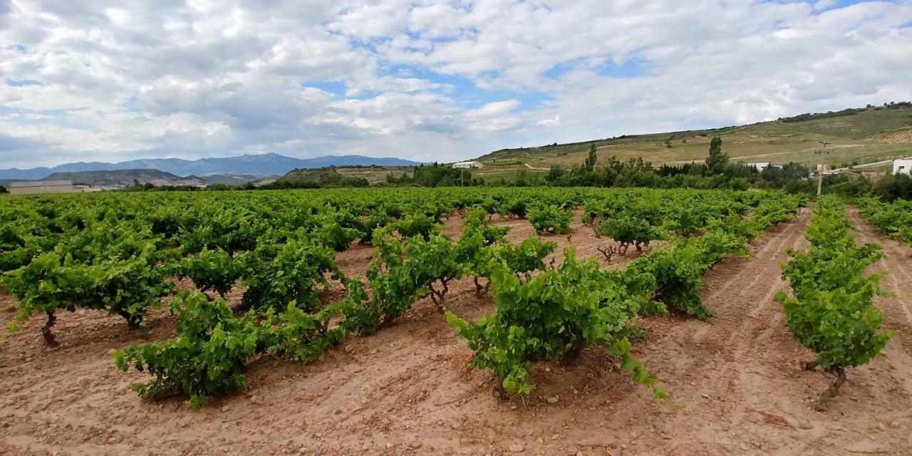 Apartamento Entrevinas En El Corazon De La Rioja Fuenmayor Exteriör bild